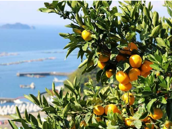 就農体験ツアーオンライン 1 23 土 あのこの愛媛