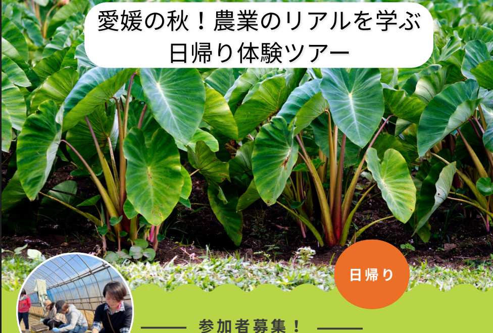 愛媛の秋！農業のリアルを学ぶ日帰り体験ツアー【10/29(木)松山】