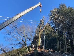 樹木の伐採工事【電気通信設備周りの保守伐採（枝切・元切）】のイメージ画像