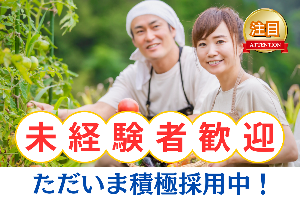 柑橘の梱包業務（355）のイメージ画像