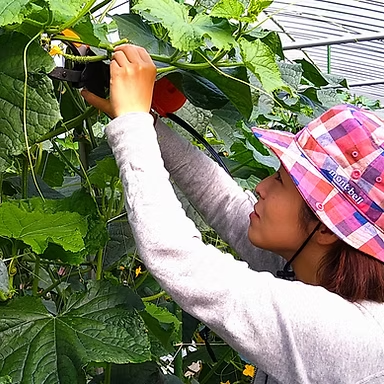 派遣職員のイメージ画像