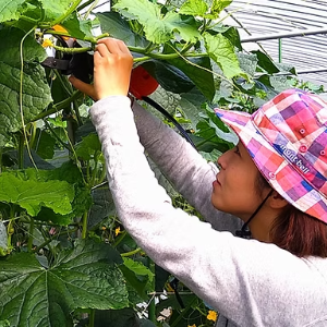 派遣職員のイメージ画像