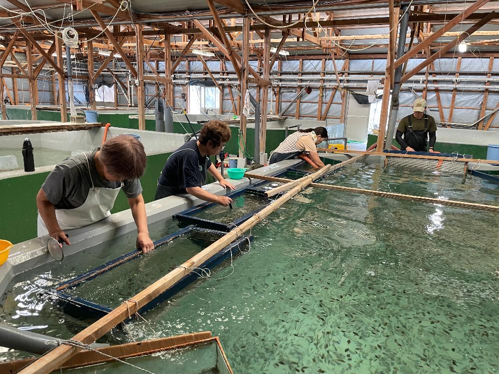 【上島町/岩城島/未経験歓迎】陸上養殖員＜自然豊かな離島での勤務・UIターン歓迎＞のイメージ画像