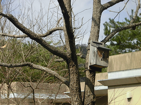 庭園に設けられた巣箱で子育てをする野鳥。